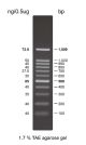 AccuRuller 100bp DNA Ladders 50µg / 500µl (>150 loadings)