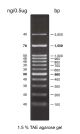 AccuRuller 100bp Plus DNA Ladders 50µg / 500µl (>150 loadings)