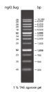 AccuRuller 1Kb DNA Ladders 50µg / 500µl (>150 loadings)