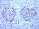 Anti-Glucagon mouse monoclonal,  1 mL,  Species x-Reactivity:  human,  Applications: IHC