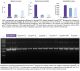 D4204,   ZymoPURE II Plasmid Gigaprep Kit (5 Preps)