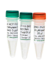 D5014,   Human Methylated & Non-Methylated DNA Set (DNA w/ primers)