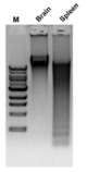 D5018,   Human Matched DNA Set