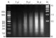 D5201-1-50,   ChIP DNA Binding Buffer (50 ml)
