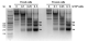 D5220,   EZ Nucleosomal DNA Prep Kit (20 Preps),   [Includes Room Temp item D5220 x 1 and Dry Ice Item D5220-1 x 1]