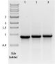 D5405,   5-Methylcytosine & 5-Hydroxymethylcytosine DNA Standard Set 