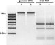 D7001,   Quick-DNA/RNA MiniPrep Kit (50 Preps)