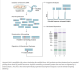 E3321S,  EnGen Mutation Detection Kit - 25 reactions