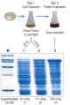 M3013-500,   Overexpression Broth (OB) (500 ml)  