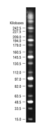 N0342S,  MidRange PFG Ladder - 50 gel lanes