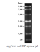 N0362S,  ssRNA Ladder - 25 gel lanes