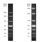 N0363S,  dsRNA Ladder - 25 µg