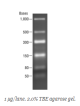 N0364S,  Low Range ssRNA Ladder - 25 µg