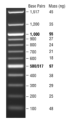 N0467L,  Quick-Load 100 bp DNA Ladder - 375 gel lanes