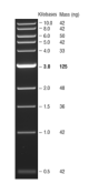 N0468S,  Quick-Load 1 kb DNA Ladder - 125 gel lanes