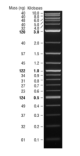 N0469S,  Quick-Load 1 kb Plus DNA Ladder - 250 gel lanes