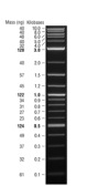 N0550S,  Quick-Load Purple 1 kb Plus DNA Ladder - 250 gel lanes