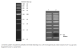 N0552S,  Quick-Load Purple 1 kb DNA Ladder - 125 gel lanes