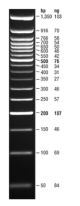 N0556S,  Quick-Load Purple 50 bp DNA Ladder - 250 gel lanes