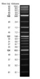 N3200S,  1 kb Plus DNA Ladder