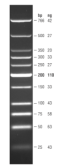 N3233S,  Low Molecular Weight DNA Ladder - 100 gel lanes