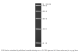 N3234S,  PCR Marker - 100 gel lanes