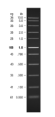 N3238S,  Fast DNA Ladder - 50 gel lanes