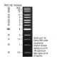 N3239S,  Quick-Load 1 kb Extend DNA Ladder - 125 gel lanes