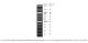 N3271S,  TriDye 100 bp DNA Ladder - 125 gel lanes