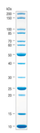 P7717S,  Unstained Protein Standard, Broad Range (10-200 kDa) - 150 mini-gel lanes