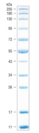 P7718S,  Blue Prestained Protein Standard, Broad Range (11-250 kDa) - 150 mini-gel lanes