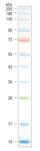 P7719S,  Color Prestained Protein Standard, Broad Range (10–250 kDa) - 150 mini-gel lanes