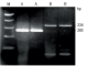 R1003-2-12,   RNA Extraction Buffer (12 ml)