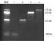R1011-1-50,   RAD Buffer (RNA Agarose Dissolving Buffer) (50 ml)