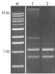 R1013-2-100,   RNA Binding Buffer (100 ml)