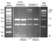 R2010,   Quick-RNA Fungal/Bacterial MicroPrep™ Kit (50 Preps)  