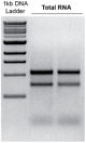 R2040,   Quick-RNA Fecal/Soil Microbe MicroPrep™ Kit (50 Preps)