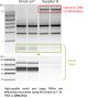 R2062,   Direct-zol™ RNA MicroPrep (200 Preps) w/ Zymo-Spin™ IC Columns (Capped)